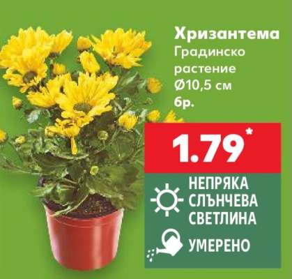 Хризантема