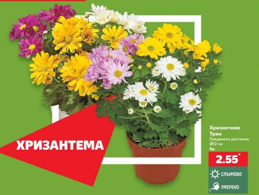 Хризантема