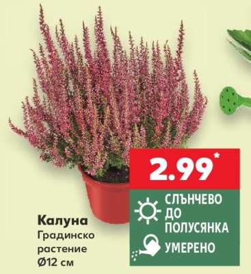 Калуна