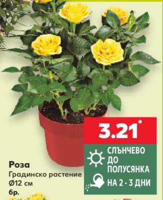 Роза
