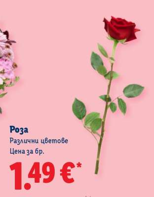 Роза