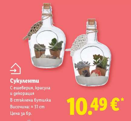 Сукуленти