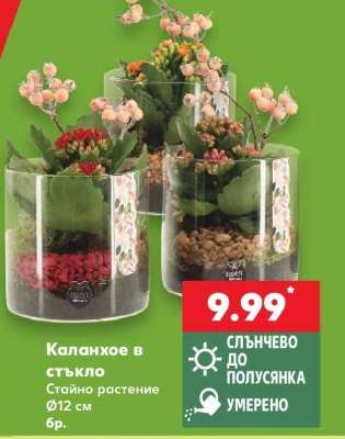 Каланхое в стъкло