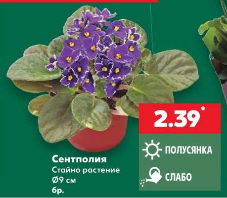 Сентполия