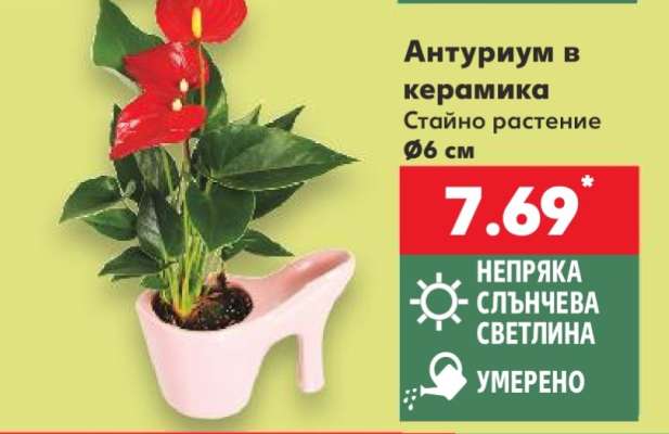 Антуриум в керамика