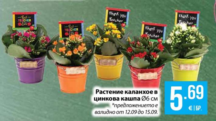 Растение каланхое в цинкова кашпа