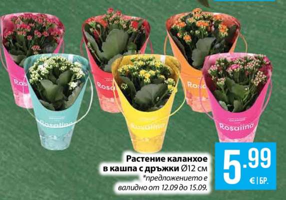 Растение каланхое в кашпа с дръжки Ø12 см