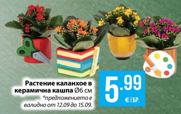 Растение каланхое в керамична кашпа Ø6 см