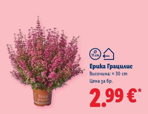 Ерика Грацилис