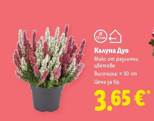 Калуна дуо