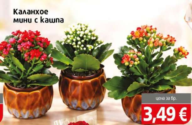 Каланхое мини с кашпа