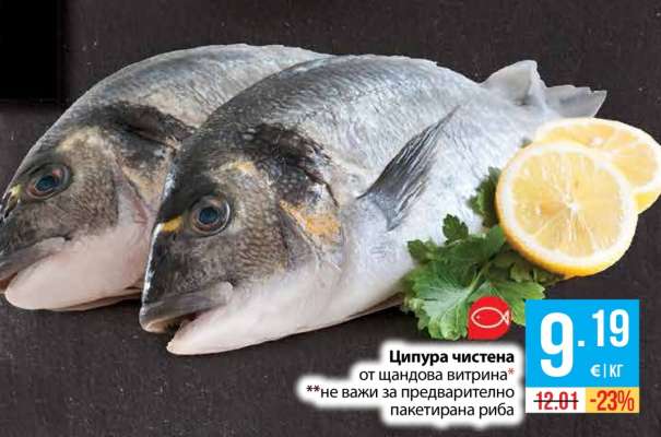 Ципура чистена