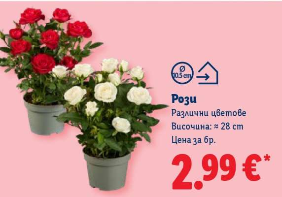 Рози