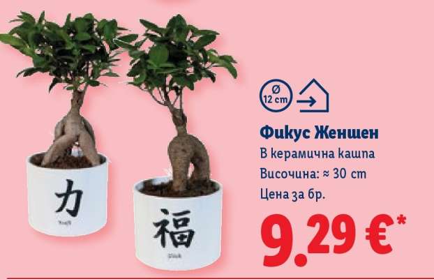 Фикус Женшен