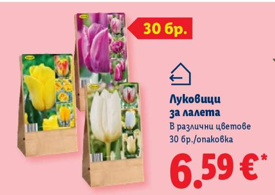 Луковици за лалета