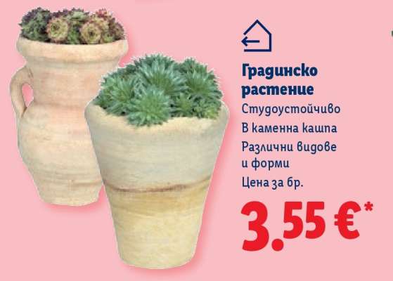 Градинско растение