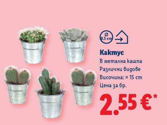 Кактус