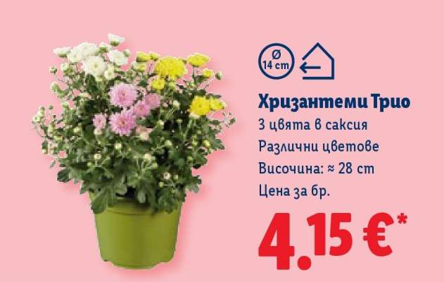 Хризантеми Трио