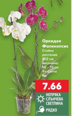 Орхидея Фаленопсис