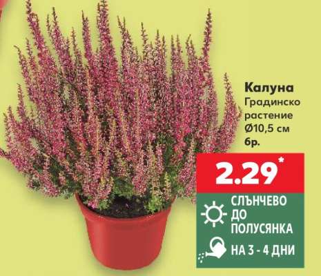 Калуна