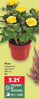 Роза
