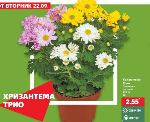 Хризантема Трио