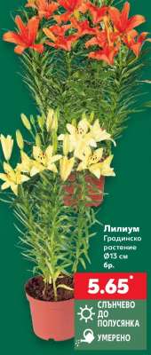Лилиум