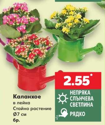 Каланхое