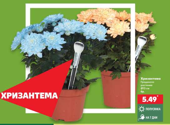 Хризантема