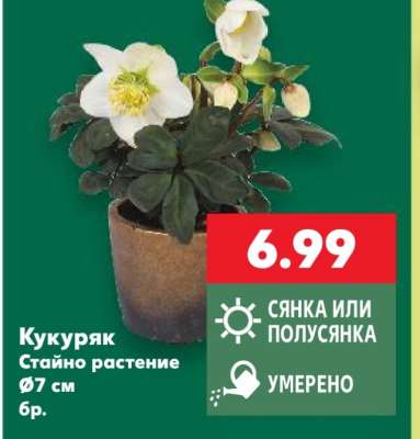 Кукуряк