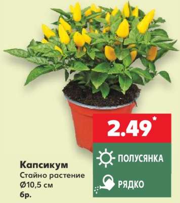 Капсикум