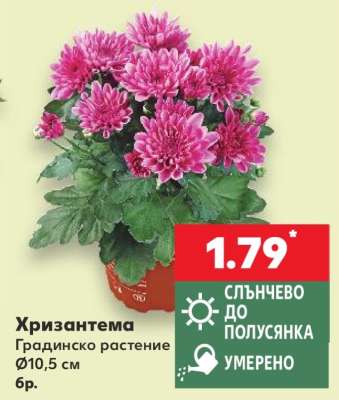 Хризантема