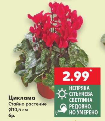 Циклама
