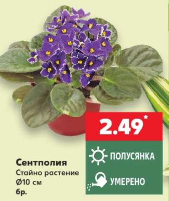 Сентполия