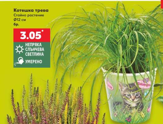 Котешка трева