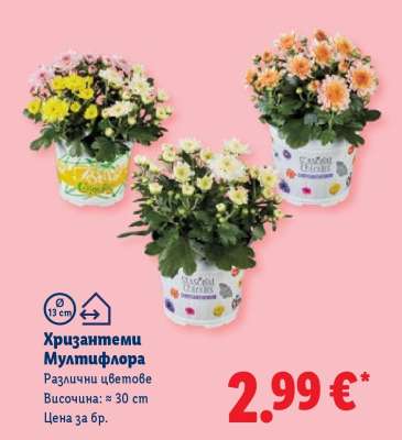 Хризантеми Мултифлора