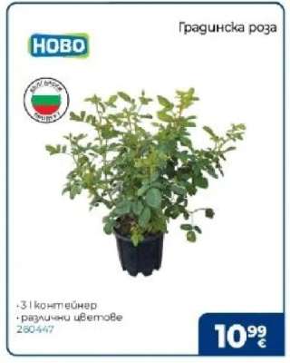 Градинска роза