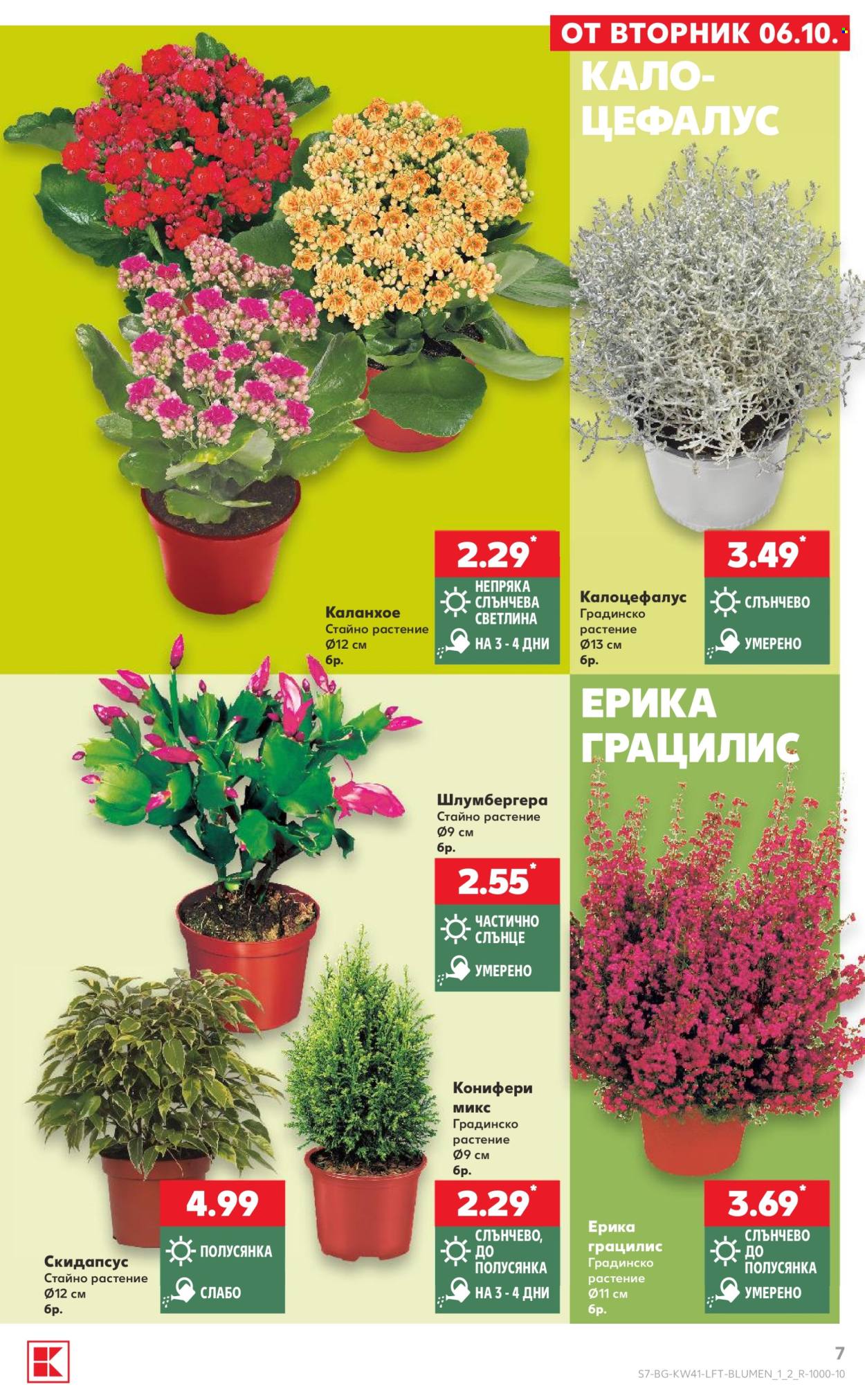 Брошура на Кауфланд - 05.10.2026 - 11.10.2026. Страница 7