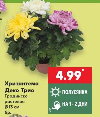 Хризантема Деко Трио