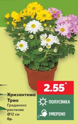 Хризантема Трио