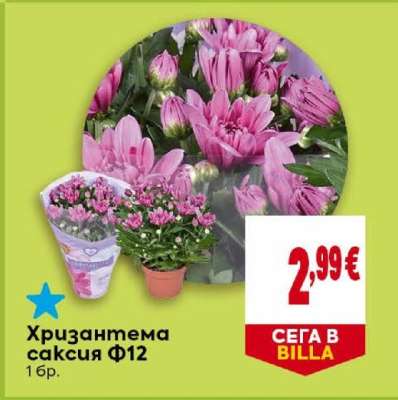 Хризантема саксия Ф12