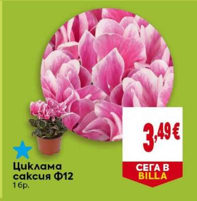 Циклама саксия Ф12