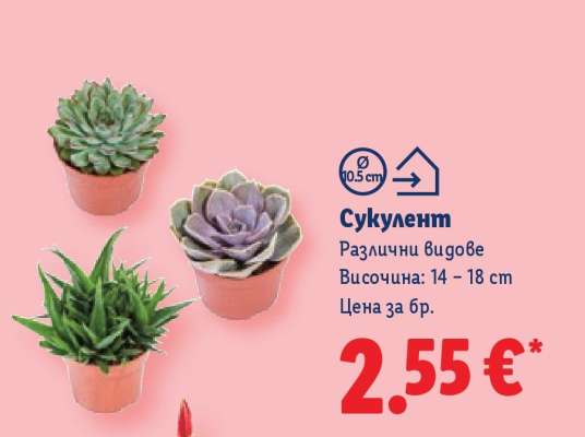 Сукулент
