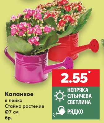 Каланхое