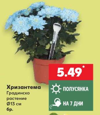 Хризантема