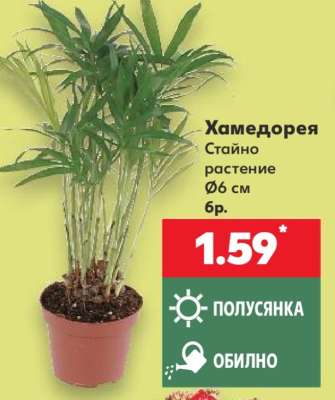 Хамедорея