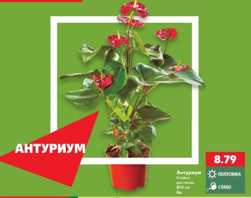 Антуриум