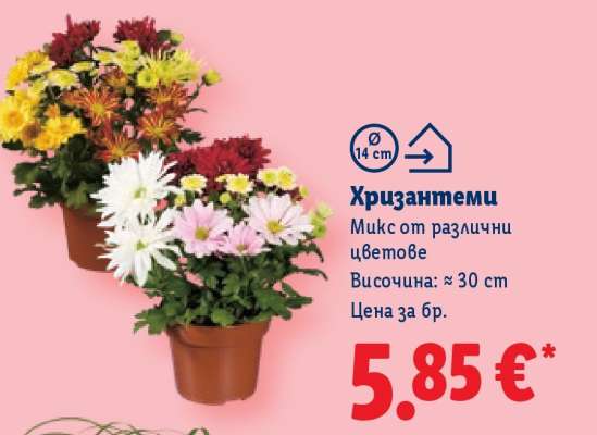 Хризантеми