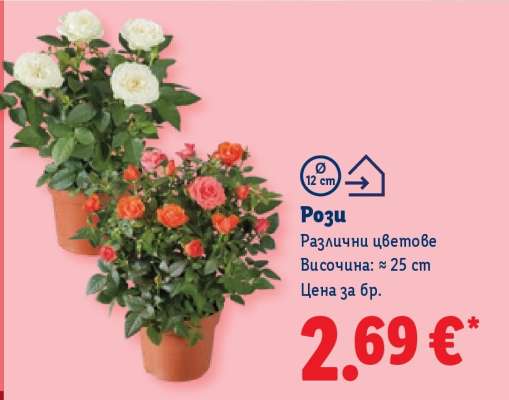Рози