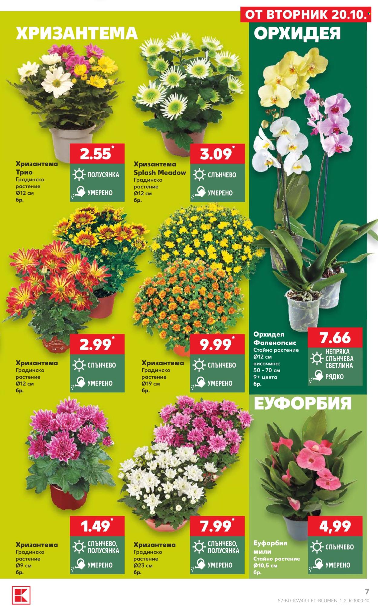 Брошура на Кауфланд - 19.10.2026 - 25.10.2026. Страница 7